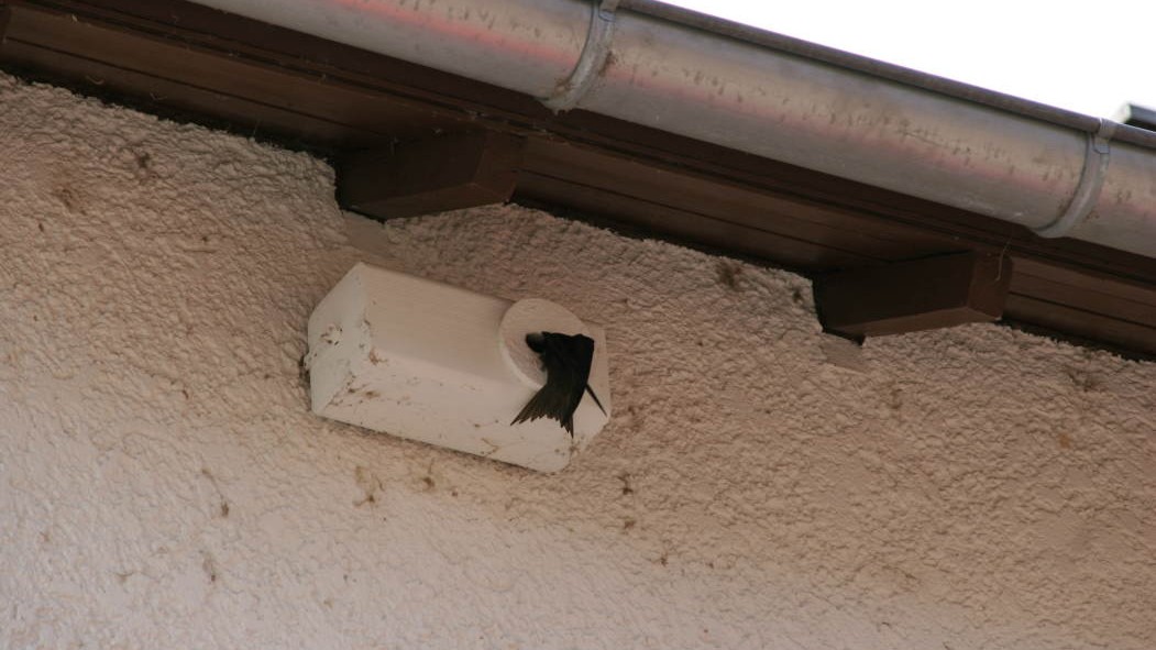 Arbeitskreis Umwelt Mombach