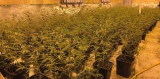 Cannabis-Plantage