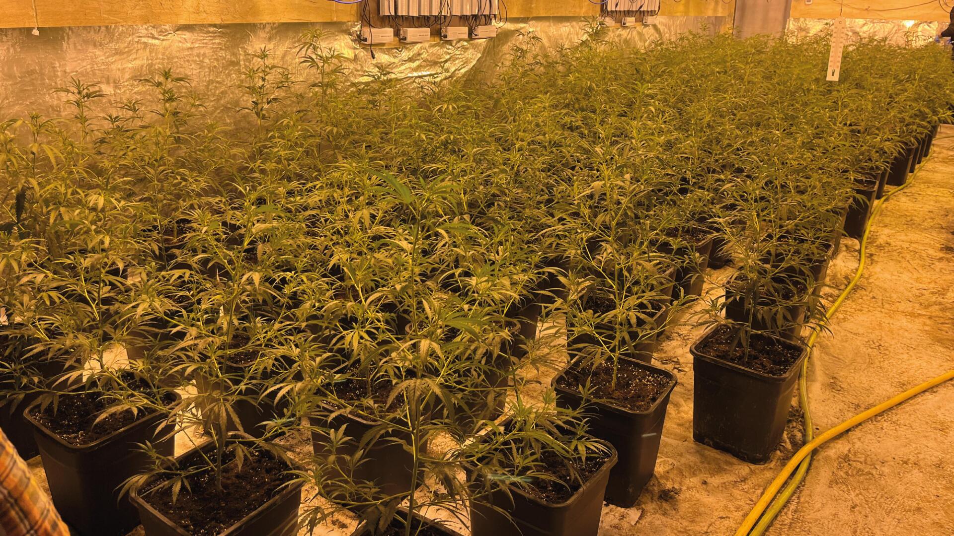 Cannabis-Plantage