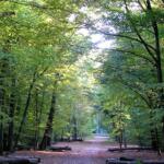 Erneute hundeattacke im ober-olmer wald Erneute hundeattacke im ober-olmer wald