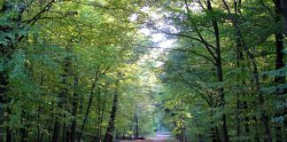 Erneute Hundeattacke im Ober-Olmer Wald