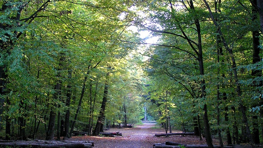 Erneute Hundeattacke im Ober-Olmer Wald Erneute Hundeattacke im Ober-Olmer Wald
