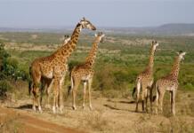 Safari-Evolution: Warum Kenias Luxusreisen jetzt auf Exklusivität statt Masse setzen Kenia