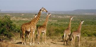 Kenia