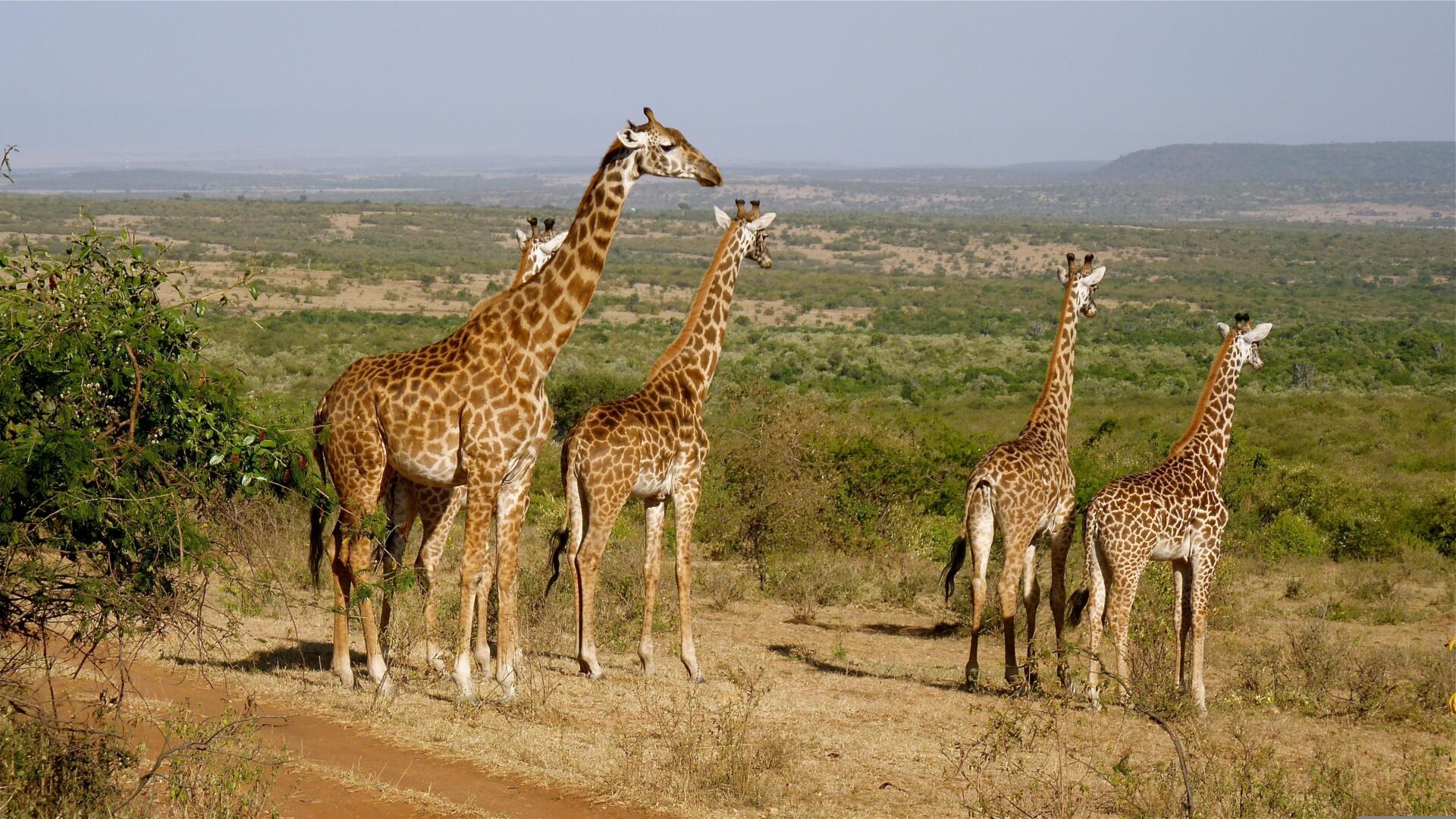 Kenia
