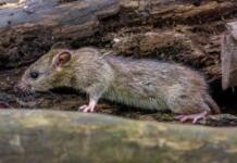 Stadt informiert über Rattenbefall in Hochheim Rattenbefall in Hochheim