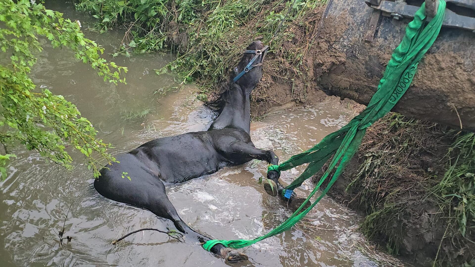 Tierrettung in Schwabenheim | Foto: BYC-News | Thorsten Lüttringhaus