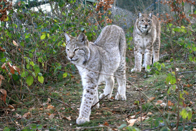 Tierische wanderabenteuer für familien in niedersachsen 3