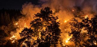 Antworten zum Waldbrand in Traisen bei Bad Kreuznach