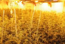 Cannabisplantage in Mönchengladbach mit etwa 1.000 Pflanzen gefunden Cannabisplantage in Mönchengladbach
