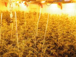 Cannabisplantage in Mönchengladbach mit etwa 1.000 Pflanzen gefunden Cannabisplantage in Mönchengladbach