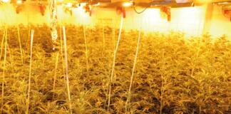 Cannabisplantage in Mönchengladbach