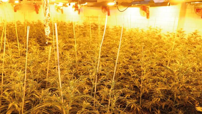 Cannabisplantage in Mönchengladbach