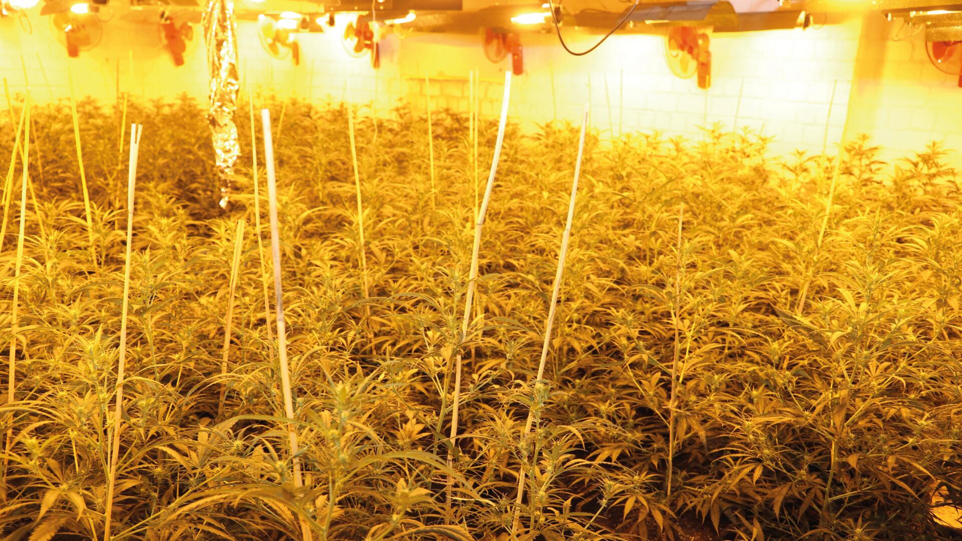 Cannabisplantage in Mönchengladbach