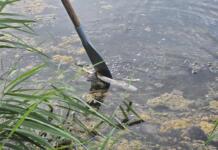 Fischsterben in Ingelheim – Karpfen und Hechte verendet Fischsterben in Ingelheim