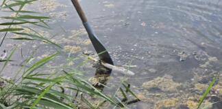 Fischsterben in Ingelheim