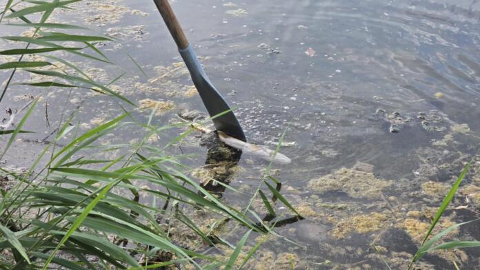 Fischsterben in Ingelheim