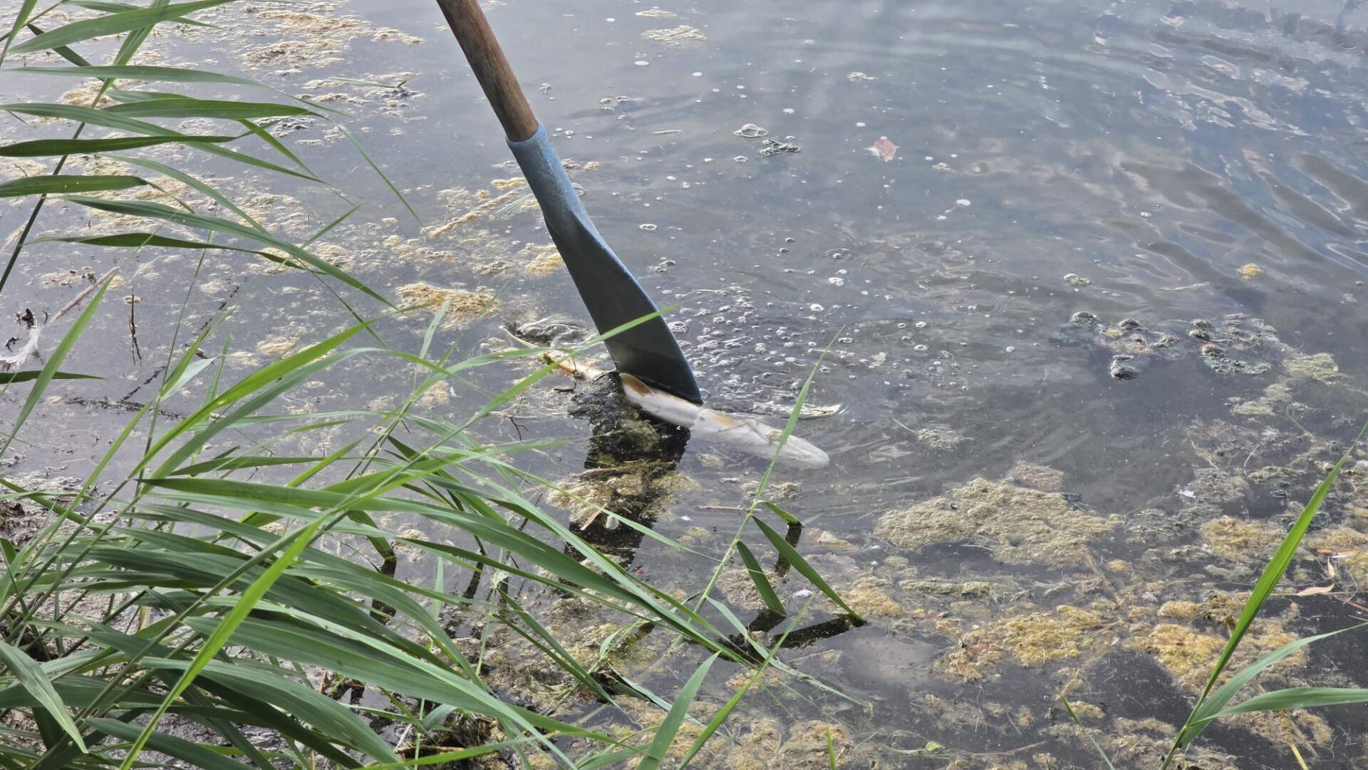Fischsterben in Ingelheim