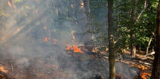 Traisen Waldbrand