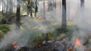Neue infos zum waldbrand am rotenfels in traisen 1