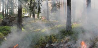 Waldbrand Traisen