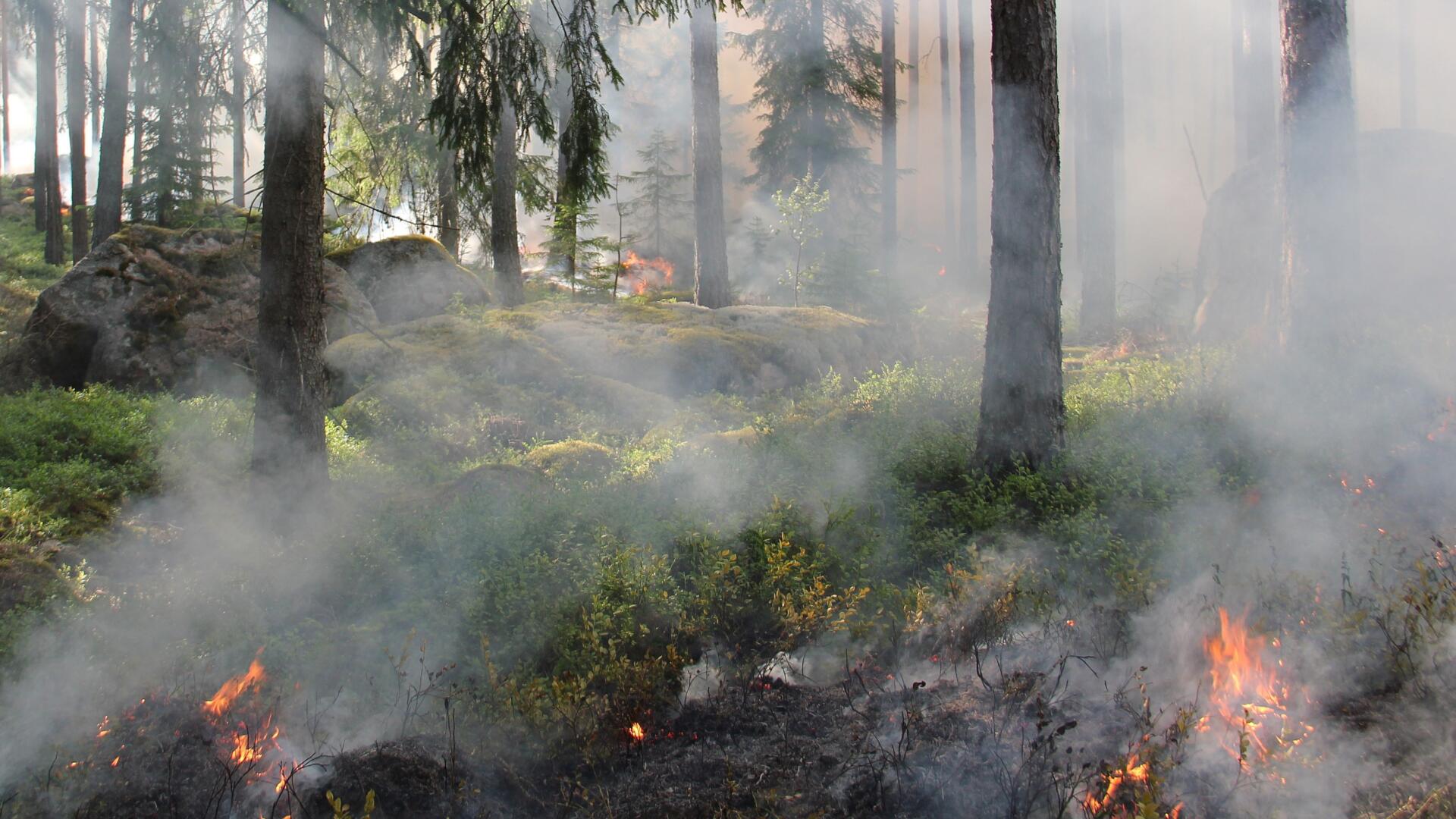 Waldbrand Traisen