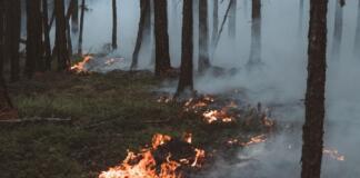 Waldbrand Traisen