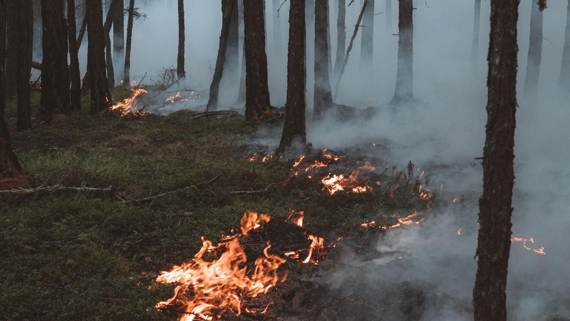 Waldbrand Traisen