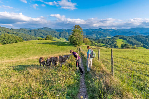 Aktivurlaub im s&uuml;dbadischen dreisamtal