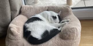 Bad Kreuznach Kater