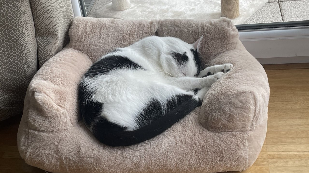 Bad Kreuznach Kater