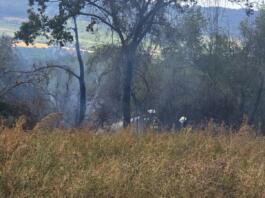 Brand Ingelheim