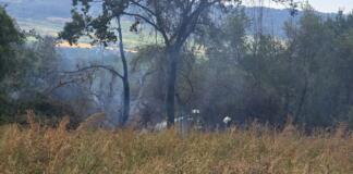 Brand Ingelheim