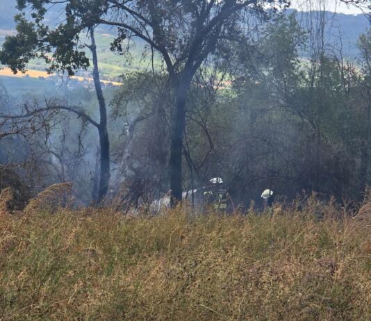 Brand Ingelheim