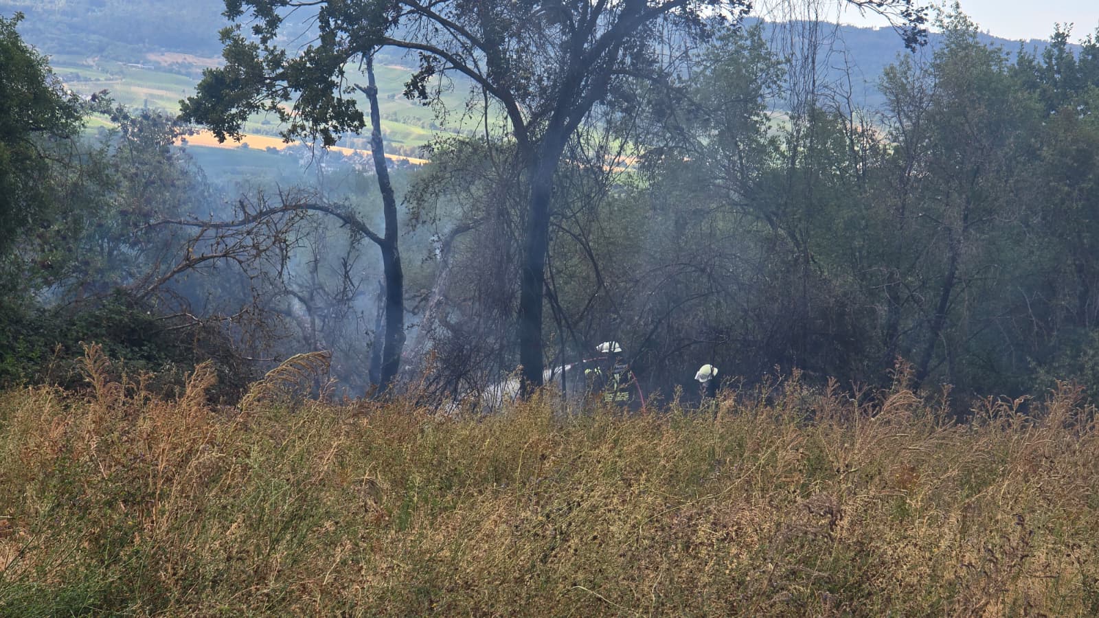 Brand Ingelheim