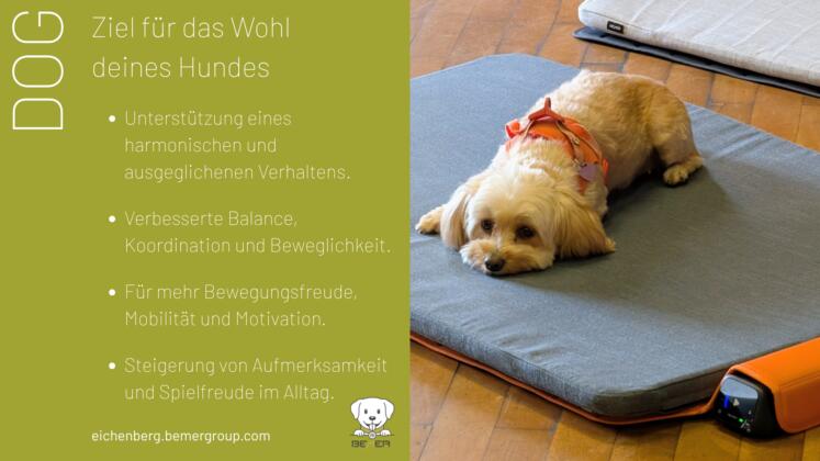 Bemer dog