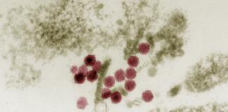 Ausbreitung des West-Nil-Virus in Deutschland