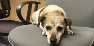 Hund in Bingen gefunden