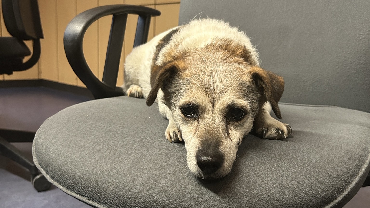 Hund in Bingen gefunden