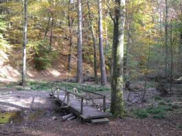 Binger Stadtwald