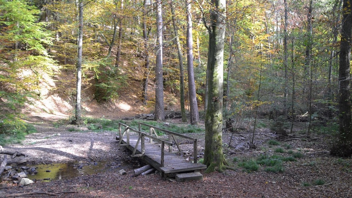 Binger Stadtwald Binger Stadtwald