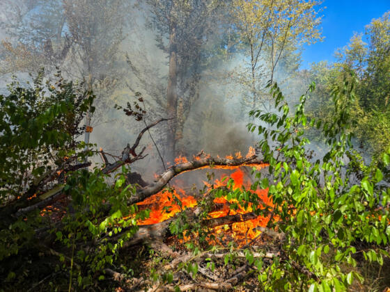 Waldbrand bei m&ouml;rfelden-walldorf auf 4. 500 quadratmeter
