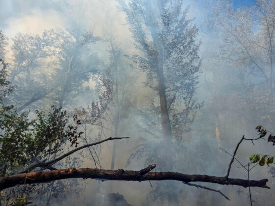 Waldbrand bei m&ouml;rfelden-walldorf auf 4. 500 quadratmeter