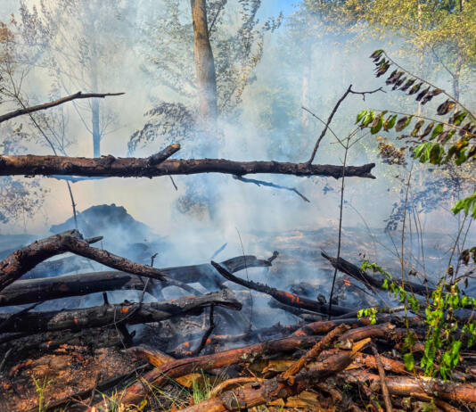 Waldbrand bei Mörfelden-Walldorf auf 4.500 Quadratmeter