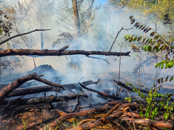 Waldbrand bei m&ouml;rfelden-walldorf auf 4. 500 quadratmeter