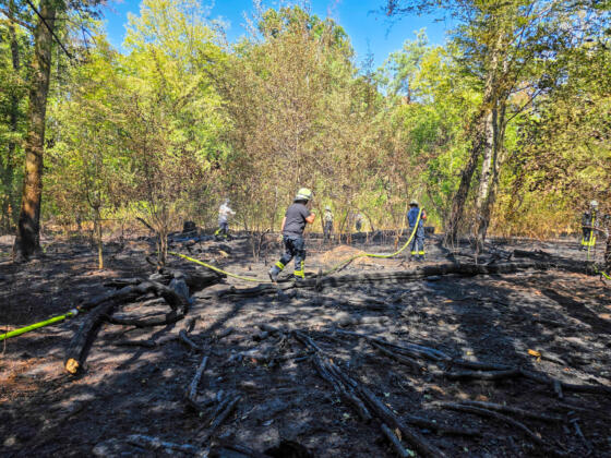 Waldbrand bei m&ouml;rfelden-walldorf auf 4. 500 quadratmeter