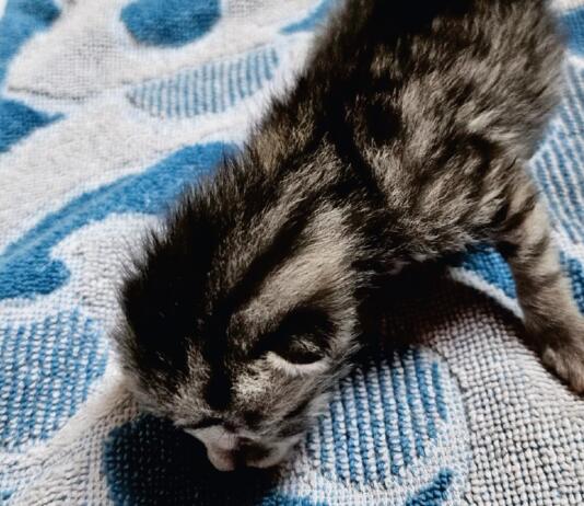 Katzenbaby Lörzweiler