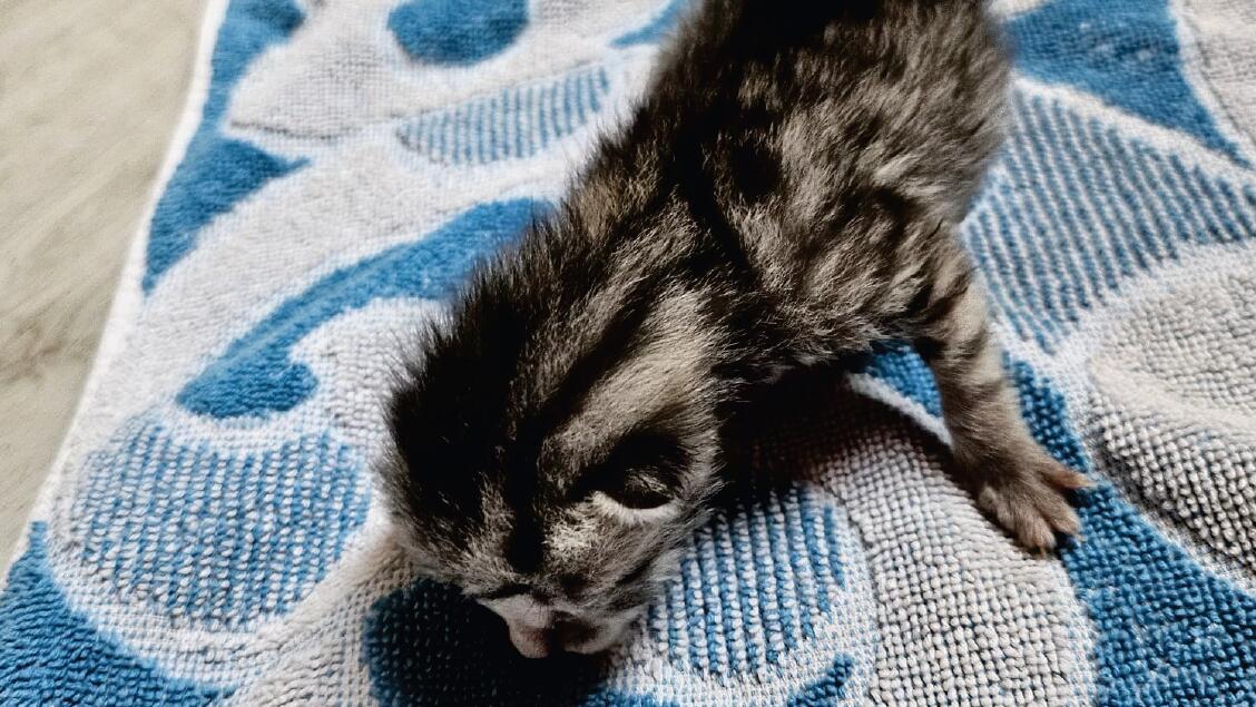 Katzenbaby Lörzweiler