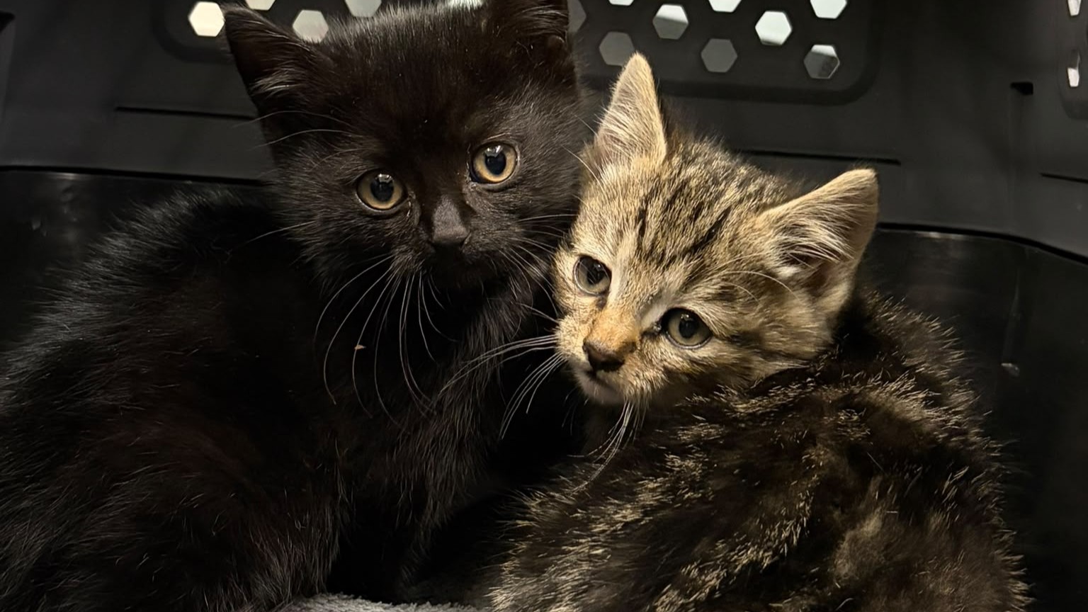 Katzenbabys
