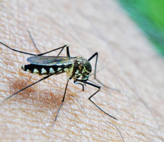 Malaria in Frankfurt